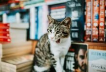 Is Cattasaurus Going Out of Business? What Evidence Shows