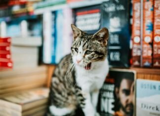 Is Cattasaurus Going Out of Business? What Evidence Shows