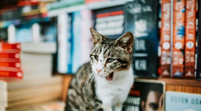 Is Cattasaurus Going Out of Business? What Evidence Shows